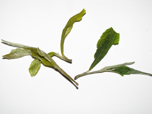 Arya Pearls dry leaf